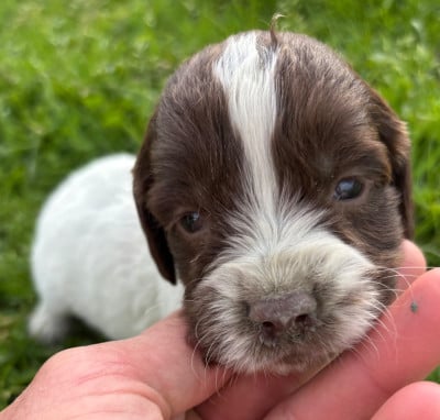 Les chiots de English Springer Spaniel