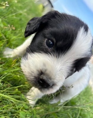 Les chiots de English Springer Spaniel