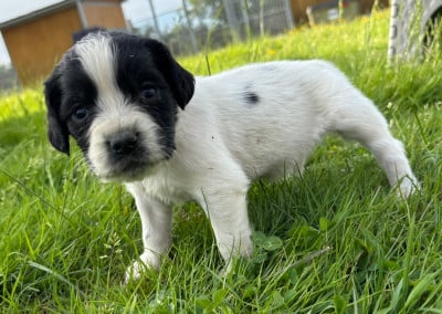 Les chiots de English Springer Spaniel