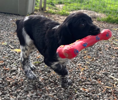 Les chiots de Epagneul Breton
