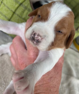 Les chiots de Epagneul Breton