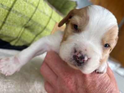 Les chiots de Epagneul Breton
