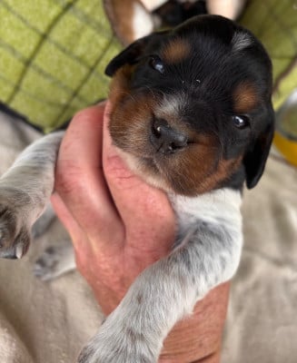Les chiots de Epagneul Breton