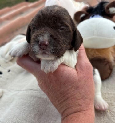 Les chiots de English Springer Spaniel
