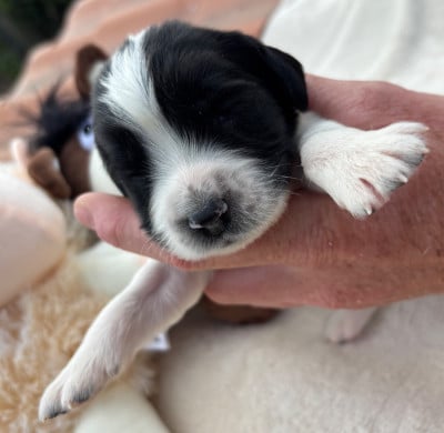Les chiots de English Springer Spaniel
