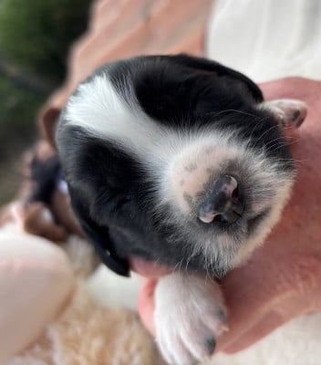 Les chiots de English Springer Spaniel