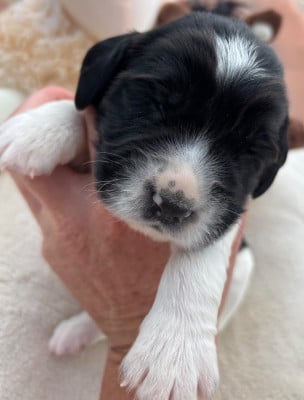 Les chiots de English Springer Spaniel