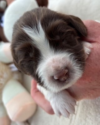 Les chiots de English Springer Spaniel