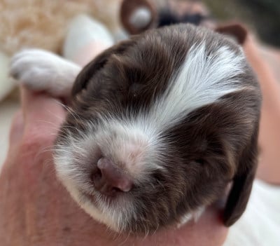 Les chiots de English Springer Spaniel