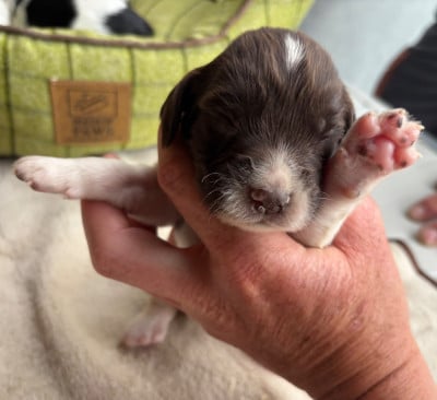 Les chiots de English Springer Spaniel