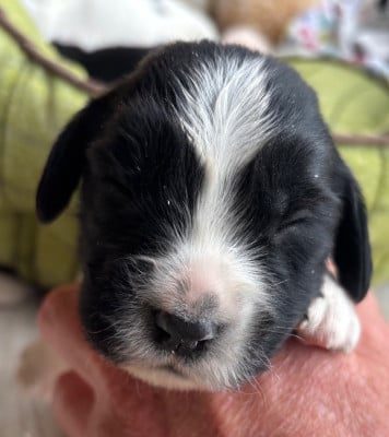 B.................. - English Springer Spaniel
