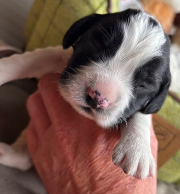 Les chiots de English Springer Spaniel