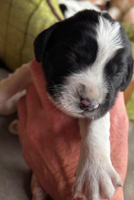 Les chiots de English Springer Spaniel