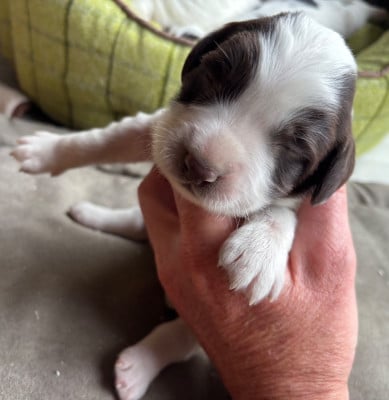 Les chiots de English Springer Spaniel