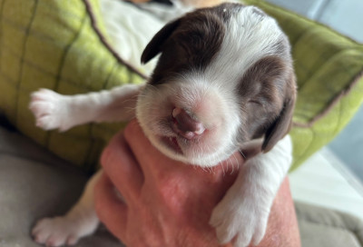 Les chiots de English Springer Spaniel