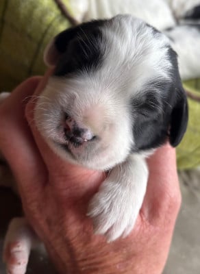 Les chiots de English Springer Spaniel