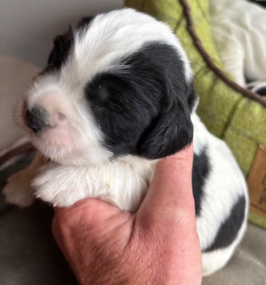 Les chiots de English Springer Spaniel