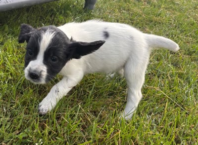 Les chiots de English Springer Spaniel