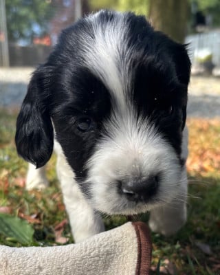 Les chiots de English Springer Spaniel