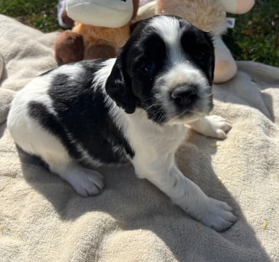 Les chiots de English Springer Spaniel