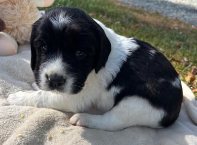 Les chiots de English Springer Spaniel
