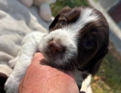 Les chiots de English Springer Spaniel