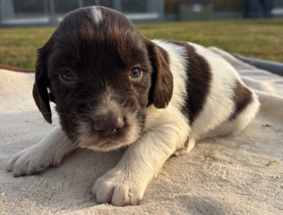 Les chiots de English Springer Spaniel