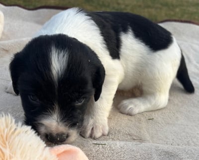 Les chiots de English Springer Spaniel
