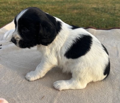 Les chiots de English Springer Spaniel