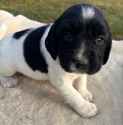Les chiots de English Springer Spaniel