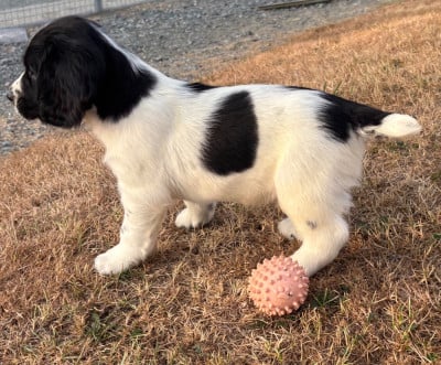 Les chiots de English Springer Spaniel