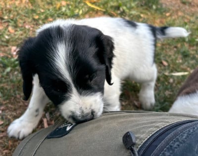 Les chiots de English Springer Spaniel