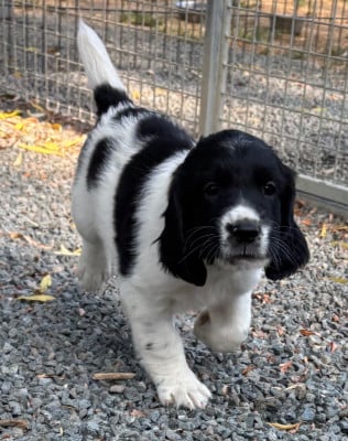 Les chiots de English Springer Spaniel