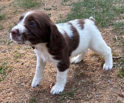 Les chiots de English Springer Spaniel