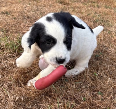Les chiots de English Springer Spaniel