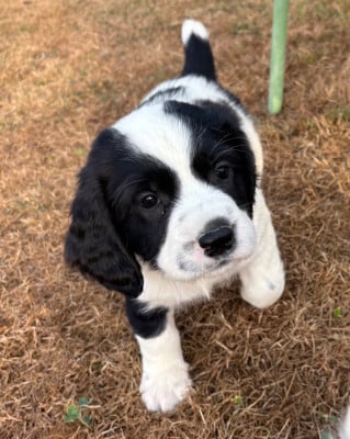 Les chiots de English Springer Spaniel