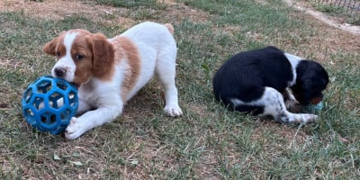 Les chiots de Epagneul Breton