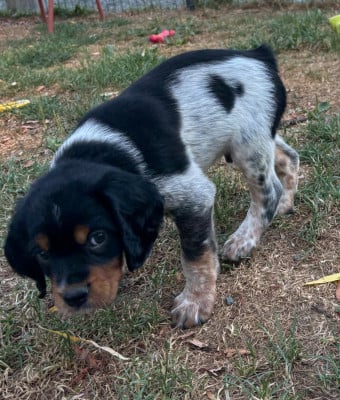 Les chiots de Epagneul Breton