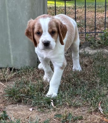 Les chiots de Epagneul Breton