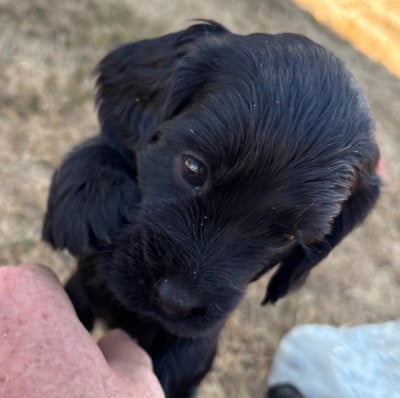 Les chiots de Cocker Spaniel Anglais
