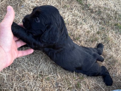 Les chiots de Cocker Spaniel Anglais