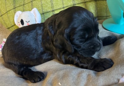 Les chiots de Cocker Spaniel Anglais