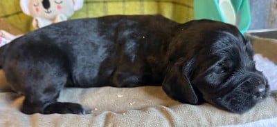 Les chiots de Cocker Spaniel Anglais