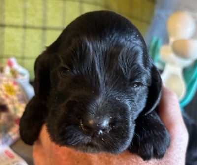 Les chiots de Cocker Spaniel Anglais