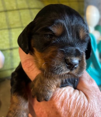 Les chiots de Cocker Spaniel Anglais