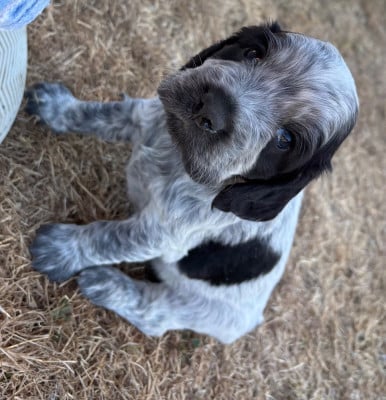 Les chiots de Cocker Spaniel Anglais