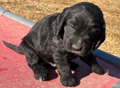 Les chiots de Cocker Spaniel Anglais