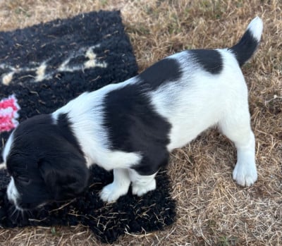 Les chiots de English Springer Spaniel