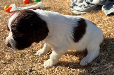 Les chiots de English Springer Spaniel