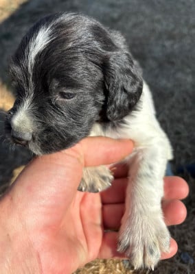 Les chiots de English Springer Spaniel
